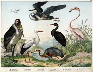 a: Flamingo (Phoenicopterus roseus), b: Weißstorch (Ciconia alba), c: Schwarzstorch (Ciconia nigra), d: Marabu (Leptoptilus crumenifer), e: Graureiher (Ardea cinerea), f: Purpurreiher (Ardea purpurea) - in „Naturgeschichte der Vögel“, ed.