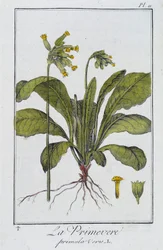 Die Primel (Primula vers) - in „Botanikübungen für Kaufleute“, verfasst von J.C. Philibert, Druckerei Crapelet, Paris