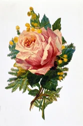 Eine Rose