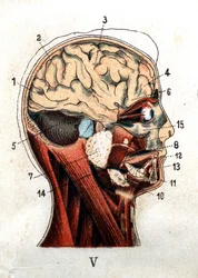 Anatomie: Querschnitt des menschlichen Schädels, Schnitt des Gehirns und des Gesichts. Die Tafel zeigt die Drüsen im Bereich des Schädels, die Lappen und das Kleinhirn. In „Die neue natürliche Heilung“ von F.E. Bilz. 1898.