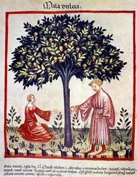 Apfelernte. Illumination aus der Milchwirtschaft der Medizin und Diätetik „Tacuinum sanitatis“
