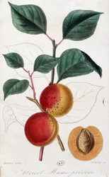Aprikose - botanische Tafel