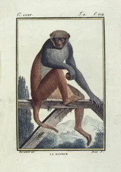 BUFON, Georges-Louis Leclerc, Graf von (1707-1788). Rhesusaffen (Rhesus). Illustration der Histoire naturelle, generale et particular