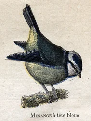 Nützliche Vögel für die Landwirtschaft: Blaukopfmeise