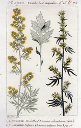 Botanische Platte: Wermut (Artemisia absinthium) und Gemeiner Beifuß (Artemisia vulgaris). Gravur des 18. Jahrhunderts