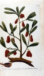 Kardamom. Gravur aus dem 18. Jahrhundert