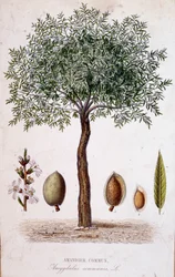 Gemeiner Mandelbaum - botanische Tafel