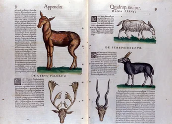 Hirsch und Antilope - in der Historia Animalium von Conrad Gesner (1516 - 1565), Tiguri