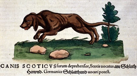 Hund aus der Historia Animalium von Conrad Gesner, Tiguri 1560. Biblioteca nazionale Braidense, Mailand