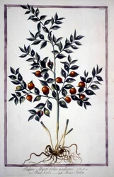 Fragon Stechpalme oder Kleine Stechpalme (Ruscus) in einem Herbarium des 19. Jahrhunderts.