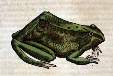 Frosch aus der Historia Animalium von Conrad Gessner, Tiguri 1560. Biblioteca nazionale Braidense. Mailand