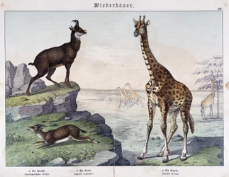 Giraffe, Gämse und Gazelle - in "Naturgeschichte der Säugetiere", ed. Schreiber