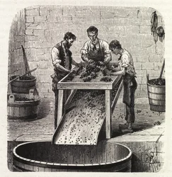 Sortieren der Trauben auf einem Gitter während des Prozesses der Herstellung von Qualitätswein aus Burgund. Gravur aus dem späten 19. Jahrhundert
