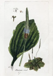 Großer Wegerich oder Breitwegerich