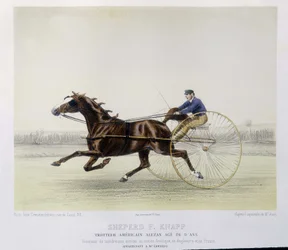 Reiten: Schäfer F. Knapp, Traber - in „the centaur“