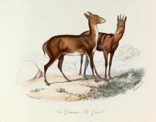 Illustration aus dem Buch "Gesammelte Werke von Buffon": Die Vierfüßler: Der Grimme und der Guib (Gravur)