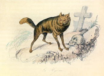 Illustration aus dem Buch "Gesammelte Werke von Buffon": Die Vierfüßler: Die Hyäne (Gravur)
