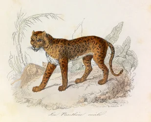 Illustration aus dem Buch "Gesamtausgabe von Buffon": Die Vierfüßler: Der Panther (Gravur)
