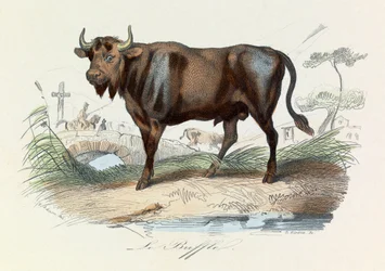 Illustration aus dem Buch "Gesammelte Werke von Buffon": Les Quadrupedes: Le buffalo (Gravur)