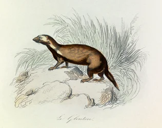 Illustration aus dem Buch "Gesammelte Werke von Buffon": Die Vierfüßler: Der Vielfraß (Gravur)