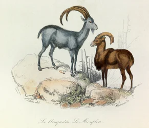Illustration aus dem Buch "Gesammelte Werke von Buffon": Die Vierfüßler: Der Steinbock und das Mufflon (Gravur)