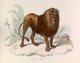 Illustration aus dem Buch "Gesammelte Werke von Buffon": Die Vierfüßler: Der Löwe (Gravur)