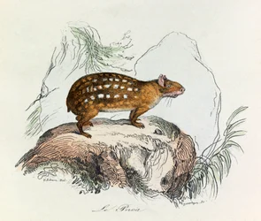 Illustration aus dem Buch "Gesammelte Werke von Buffon": Die Vierfüßler: Der Paca