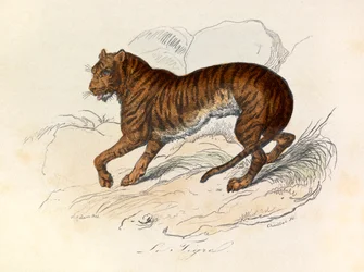 Illustration aus dem Buch "Gesammelte Werke von Buffon": Die Vierfüßler: Der Tiger