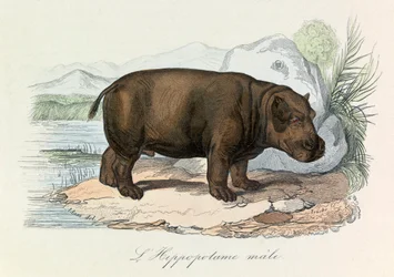 Illustration aus dem Buch "Gesammelte Werke von Buffon": Die Vierfüßler: Das Nilpferd (Gravur)