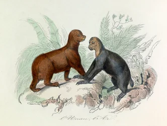 Illustration aus dem Buch "Gesammelte Werke von Buffon": Die Vierfüßler: Das Faultier und das Ai (Gravur)