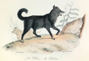 Illustration aus dem Buch "Gesammelte Werke von Buffon": Die Tiere: Der Hund aus Sibirien (Gravur)