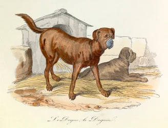 Illustration aus dem Buch "Gesammelte Werke von Buffon": Die Tiere: Der Dogge und der Doguin (Gravur)
