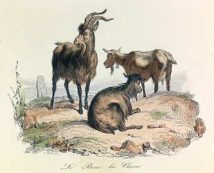 Illustration aus dem Buch "Gesamtausgabe von Buffon": Die Tiere: Die Ziege und die Ziegen (Gravur)