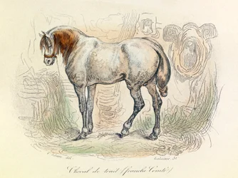 Illustration des Franc Comtois Pferdes, klassifiziert von Linné und Cuvier (Gravur)