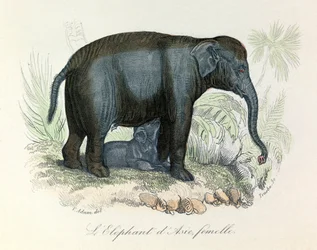Illustration eines asiatischen weiblichen Elefanten aus Buffons Buch, klassifiziert von Linnaeus und Cuvier