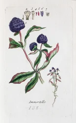 Immortelle (Amaranth, Gomphrena globosa)