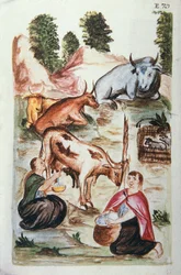 Indische Hirten kümmern sich um Kühe, aus dem Buch "Trujillo del Peru" oder "Códice Martínez Compañón"