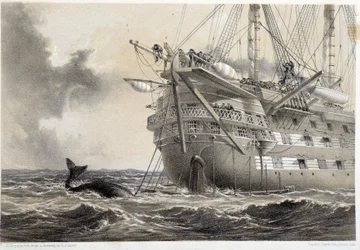 Verlegung des Atlantischen Telegraphenkabels, ein Wal um das Boot