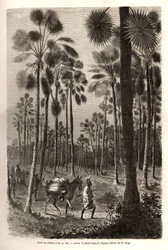 Die Karawane von Leutnant Mage schreitet in Richtung Niger voran und durchquert einen Wald von riesigen Palmen in der Provinz Damfa, Mali. Gravur zur Illustration der Reise nach Westsudan von Leutnant (Marine) M.Mage, 1863-1866, veröffentlicht in „Le tour 