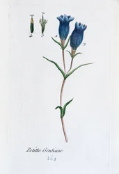 Kleine Enzian (Sumpfenzian)