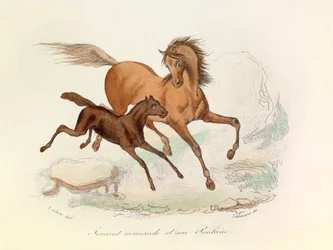 Normannisches Pferd und Fohlen, klassifiziert und benannt nach Linné und Cuvier
