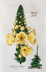 Königskerze