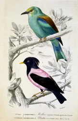 Naturgeschichtliche Tafel: Vögel: Rollier commun et martin rose - in „Werke von Buffon, T.5, ed. Fume Jouvet & Cie