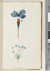 Seite 10. Pattersonia