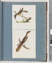 Seite 117. Unidentifizierter Vogel. 118. Unidentifizierter Vogel