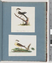 Seite 121. Unbekannter Vogel. 122. Unbekannter Vogel