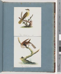 Seite 129. Unbekannter Vogel. 130. Unbekannter Vogel