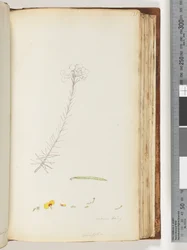 Germen haarig / Ericifolia unvollendete Zeichnung