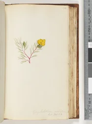 Seite 134. Gompholobium grandiflorum / Exot. Bot. t. 5