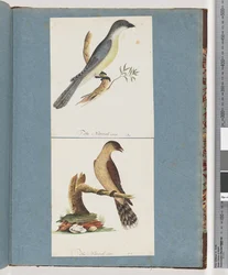 Seite 138. Unidentifizierter Vogel. 139. Unidentifizierter Vogel
